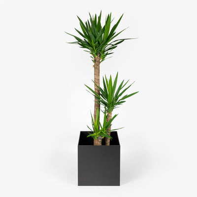 Steelish planter | Square Planter Anthracite